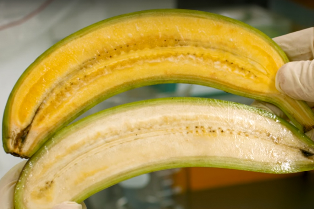 Banana Turbinada pode salvar a vida de crianças