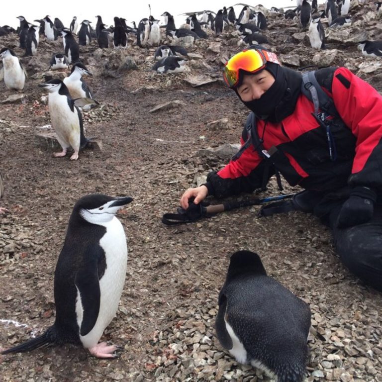 Cientistas colocam câmera em pinguins e as imagens são incríveis