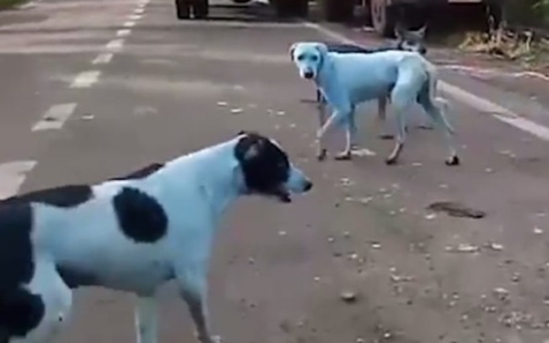 Descubra o mistério por trás dos cachorros azuis da Índia