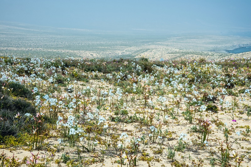 O deserto mais árido é também o mais florido!
