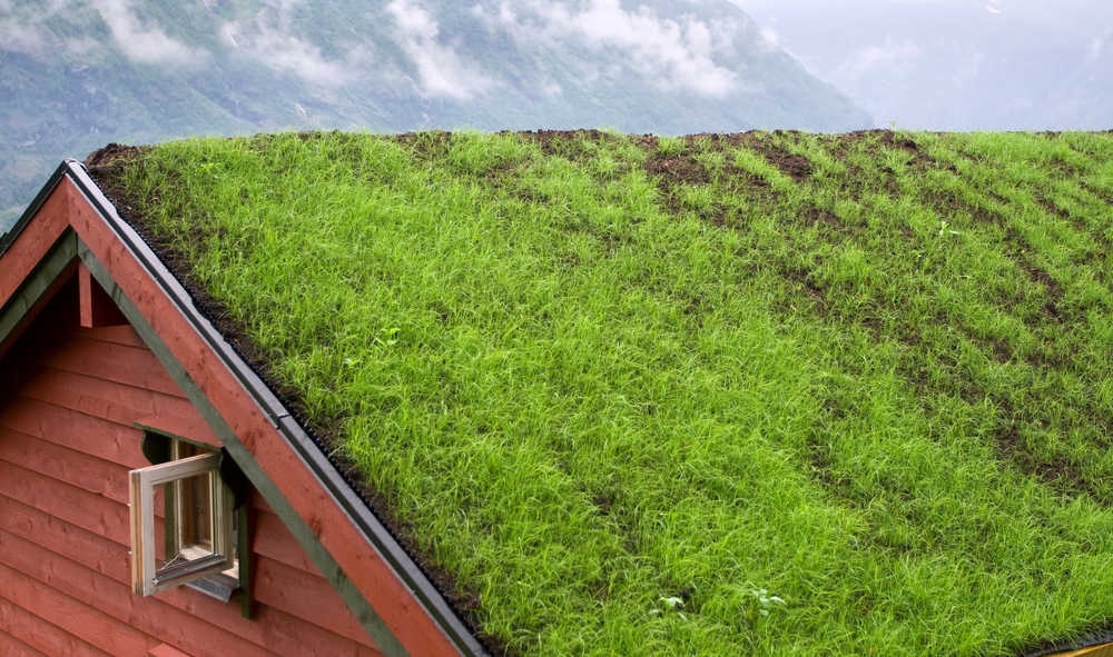 Telhados verdes: a ideia que pode mudar a vida nas casas