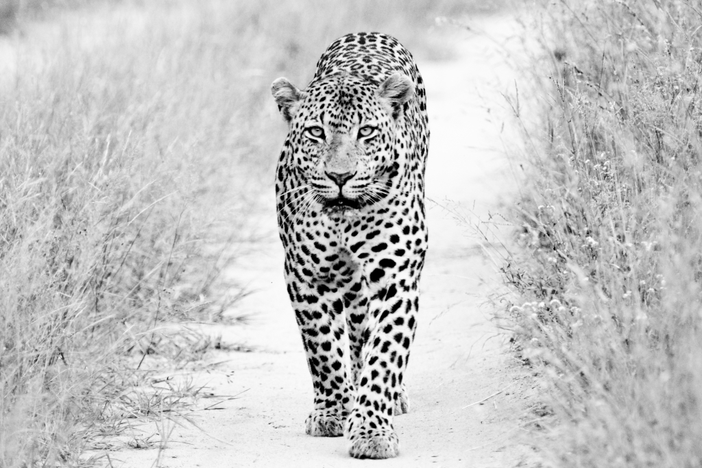 Boas notícias! Instituto diz que leopardo branco não está mais em extinção