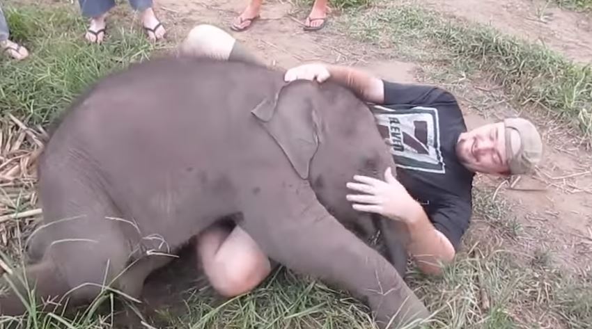 Um bebê elefante anda na direção deste homem e resolve demonstrar carinho de uma forma inusitada!
