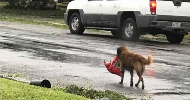 Após a passagem do furacão Harvey todos estão tentando se reencontrar, até mesmo esse cão!