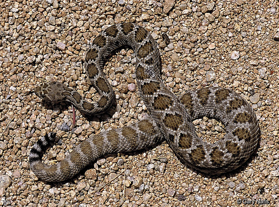Esta serpiente se extinguió hace 78 años, pero volvió a aparecer en México…