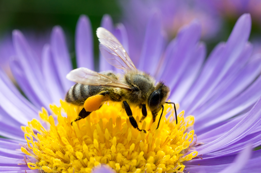 Jardim de Mel: abelhas ganham espaço só para elas em Curitiba
