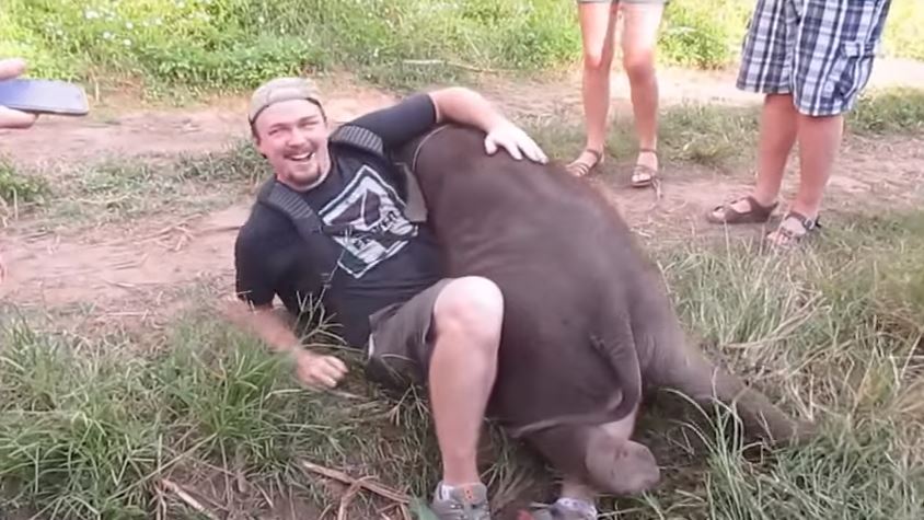 Um bebê elefante anda na direção deste homem e resolve demonstrar carinho de uma forma inusitada!