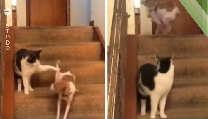 Video viral: un gato presionó por accidente el 