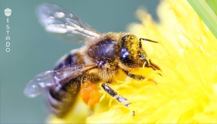 Gran Bretaña prohíbe los pesticidas que exterminan a las abejas