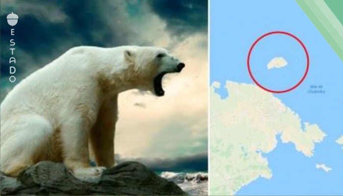 Casi 600 osos polares se acumulan en una isla porque no hay suficiente hielo para ellos