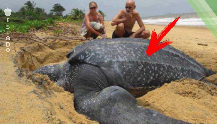 Hallan una tortuga de casi una tonelada – Cuando vieron su cara quedaron en shock