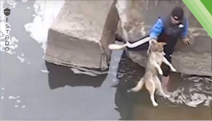 Este hombre salvó a un perro que no podía salir del río. ¡La reacción del animal no tiene precio!