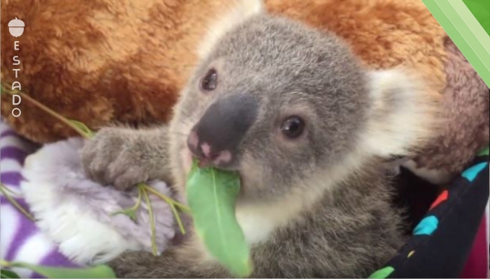 Un koala y su genial regalo navideño. ¡Qué mono!