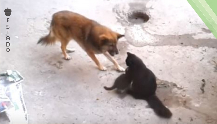 Un perro se acercó a una gata y sus gatitos. Lo que pasó luego conmoverá a todos.