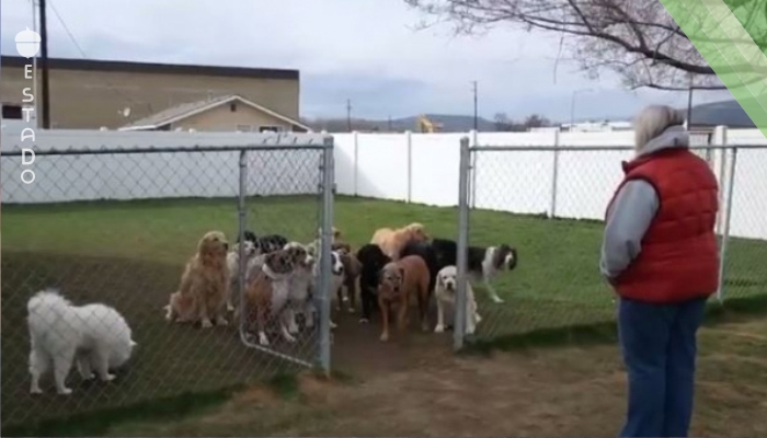 La dueña de 16 perros llamaba uno tras otro por su nombre.