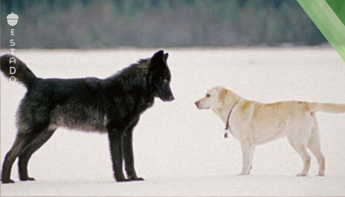 Este hombre miró indefenso cómo el lobo se acercaba a su perro. Después sucedió lo inimaginable