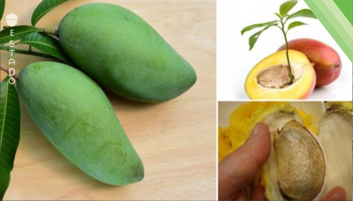Como germinar y sembrar una semilla de mango y tenerlo para siempre