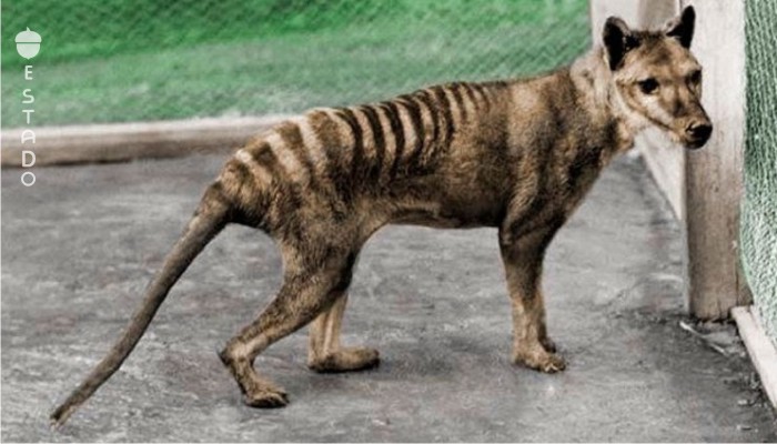 ¿Está extinto el tigre de tasmania?