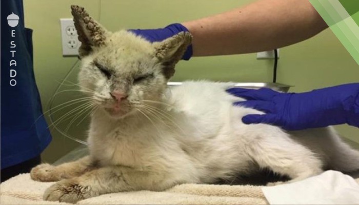 Ayudaron a un gatito a ver de nuevo, cuando por fin abre los ojos, ¡los médicos quedan en Shock!