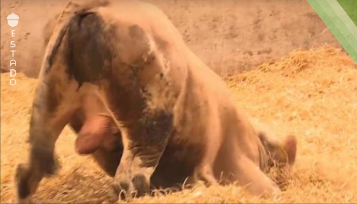 Los activistas liberaron a un toro. ¡Cuando vio a su nuevo lecho de heno hizo algo muy conmovedor!
