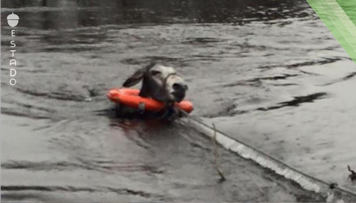 Rescataron a un burro que estaba ahogándose. ¡Su reacción fue genial!