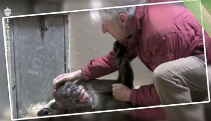 La triste historia detrás del video del chimpancé moribundo que se negaba a comer hasta que escuchó a su amigo