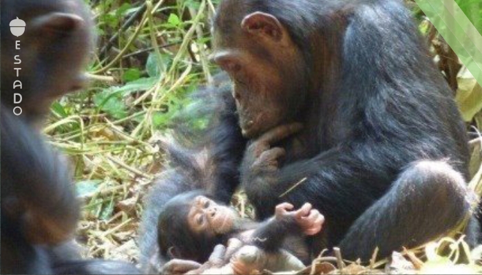 Descubren una aterradora razón por la que las chimpancés desaparecen durante semanas para parir sus crías