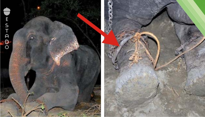 Este elefante se puso a llorar cuando los socorristas le quitaron las esposas de sus piernas. ¡Es una historia real, pero parece increíble!