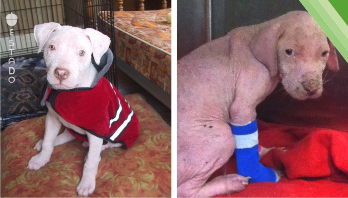 ¡Este cachorro no podía creer que el hombré que le salvó, volvió para adoptarlo!