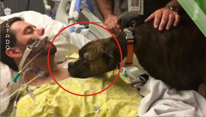 Los doctores abrieron la puerta y dejaron a un perro entrar en la habitación de un paciente que estaba muriéndose... Lo que pasó luego rompe el corazón...