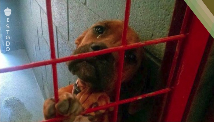 Publicaron en Facebook una foto de este perro triste. Entonces su vida cambió para siempre