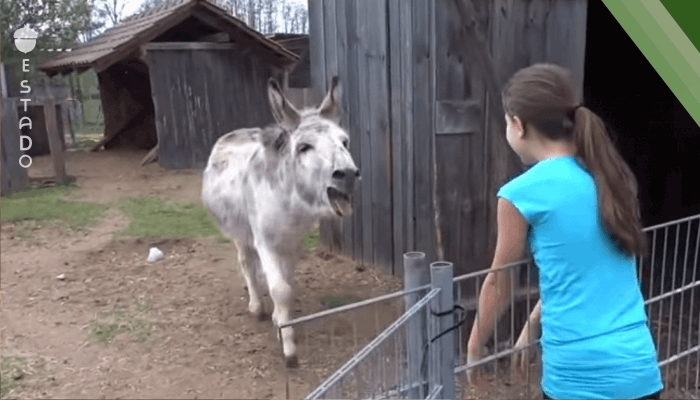 Video: burro se alegra mucho de ver a su amiga de nuevo