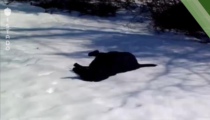 Iba grabar a su perro jugando sobre la nieve, sin embargo grabó algo más...