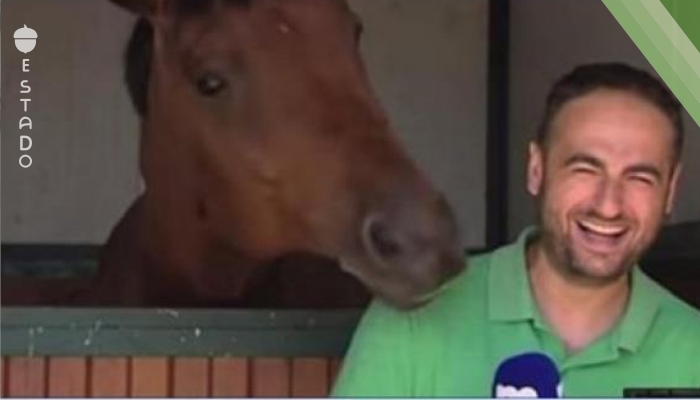 Este reportero iba a hablar sobre los caballos, pero el animal que está detrás de él hizo algo inesperado... ¡Vaya genio!