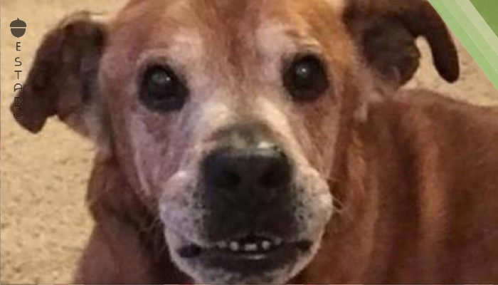 ¡Cuando adoptaron un perro que llevó 17 años en la perrera, su reacción no tenía precio!