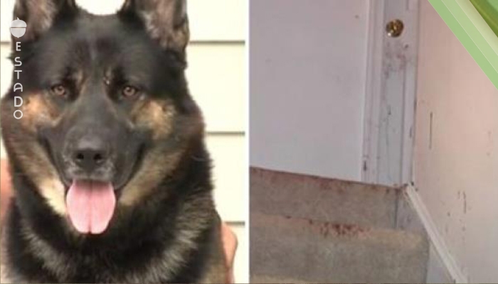 Cuando los dueños de este perro volvieron a su casa del trabajo, vieron a su perro y... las paredes cubiertas de sangre.