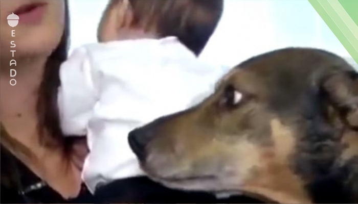 Este perro se dio cuenta de que el bebé no respira... pues hizo todo para salvarlo.