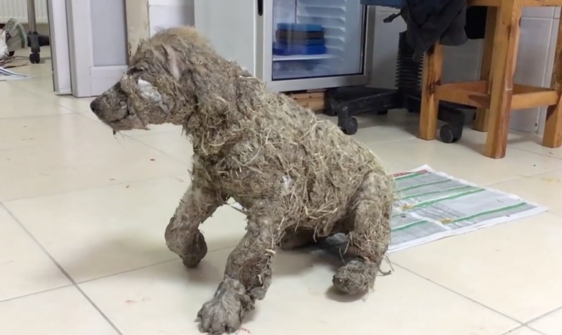 La transformación de un perro al que habían revolcado en cola y arena