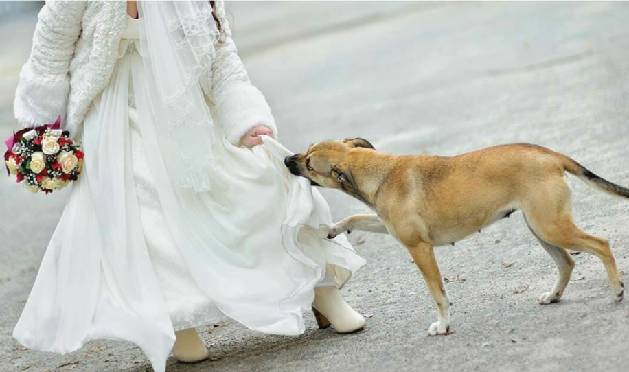 En la boda nadie ve lo que esconde bajo el vestido – el perro huele raro y descubre que algo esta muy mal