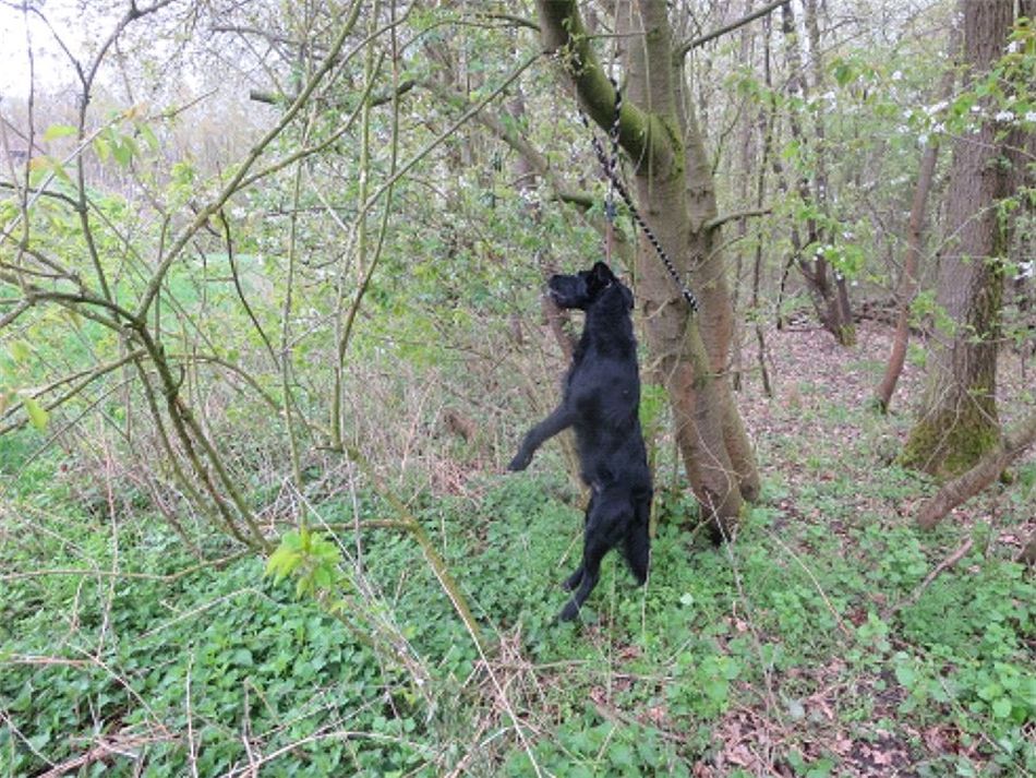 Un hombre se fue al bosque en Alemania. ¡De repente vio a un perro colgado de un árbol!