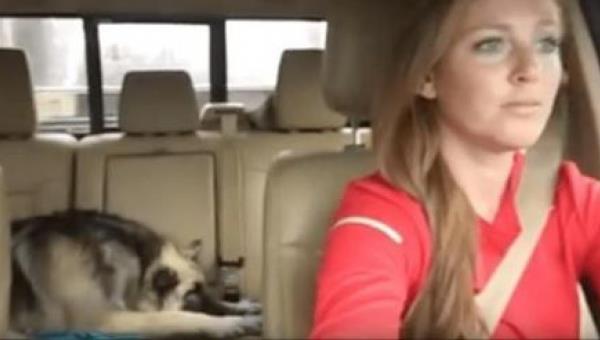 Este perro estaba durmiendo en el asiento trasero cuando en la radio pusieron su canción favorita. ¡Su reacción fue increíble!