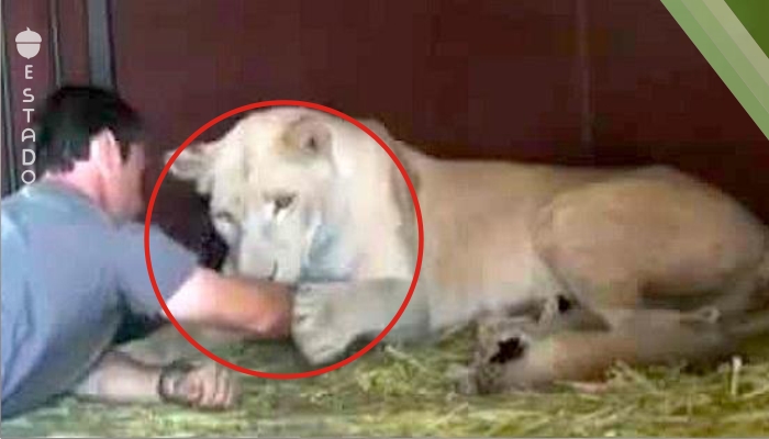 Este chico quería acariciar a unos cachorros de león recién nacidos... ¿Su reacción? ¡Es indescriptible!