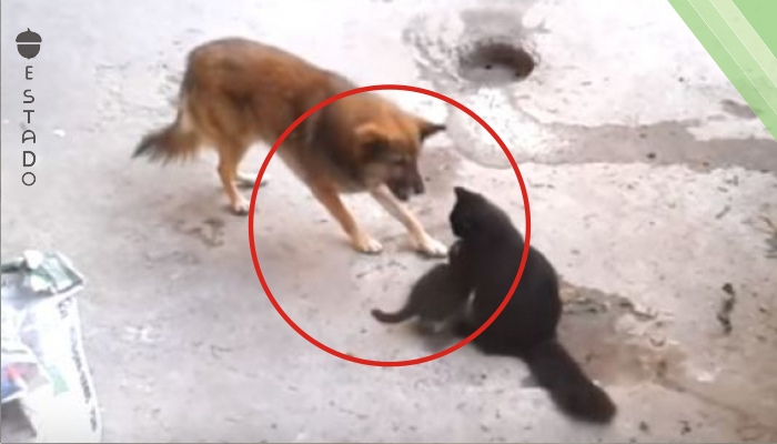 Un perro se acercó a una gata y sus gatitos. Lo que pasó luego conmoverá a todos.