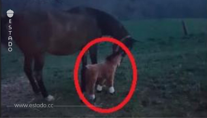 ¡La reacción de este caballo al ver a un potro de peluche os hará llorar de la risa!
