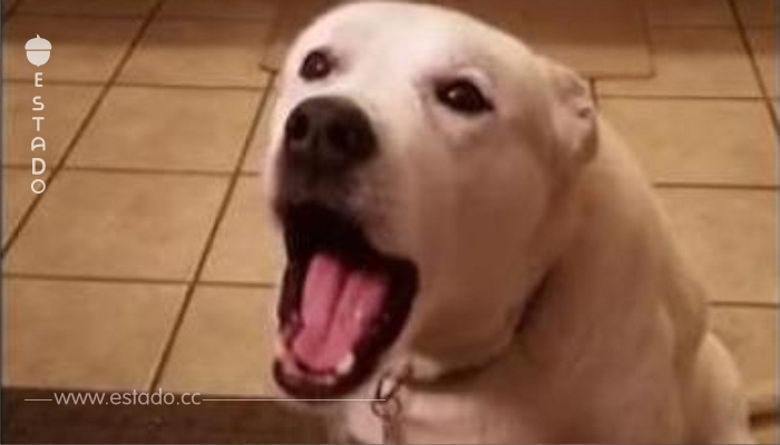 ¡Lo que hizo este perro cuando su dueña iba a contarle su día, nos hizo llorar de la risa!