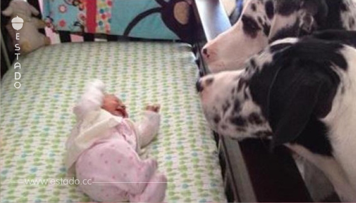 ¿Qué va a pasar si dejamos un bebé solo con un perro? ¡Míradlo con vuestros propios ojos!