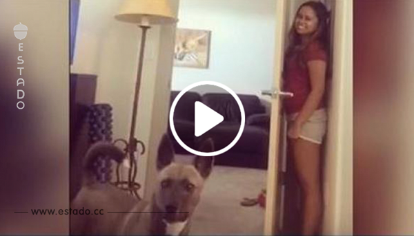 Un perro emocionado busca a su dueña. ¡No se puede ver este video sin sonreír!