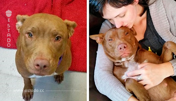 Estos perritos fueron adoptados de un refugio. El antes y después nos sorprendió a todos