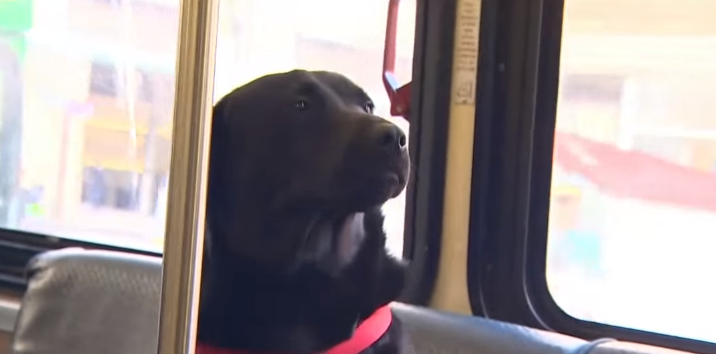 Cuando quiere ir al parque, esta perra monta sola en autobús sin nadie que la acompañe