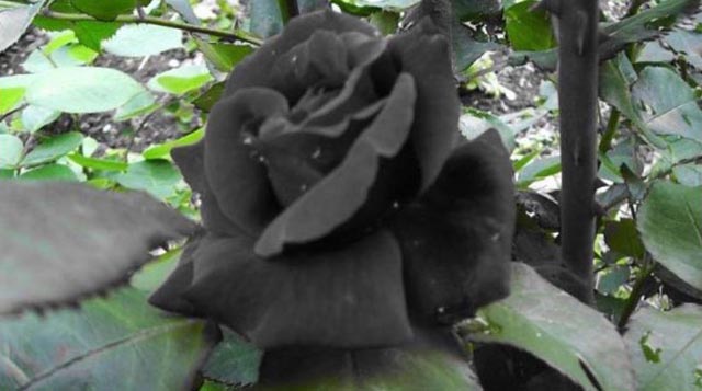 ¿Sabías que las rosas negras sí existen de forma natural?